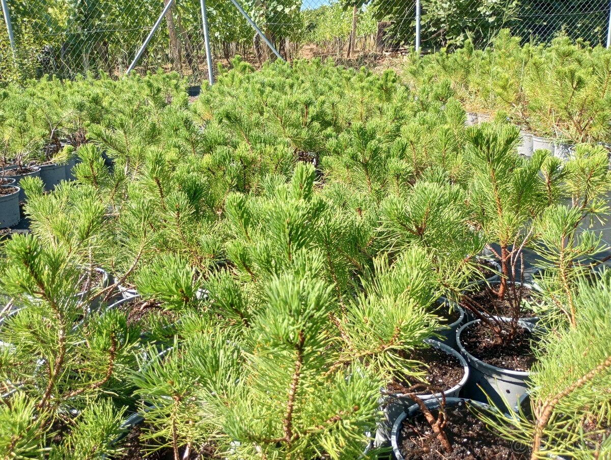 Borovica horská (kosodrevina) - 4