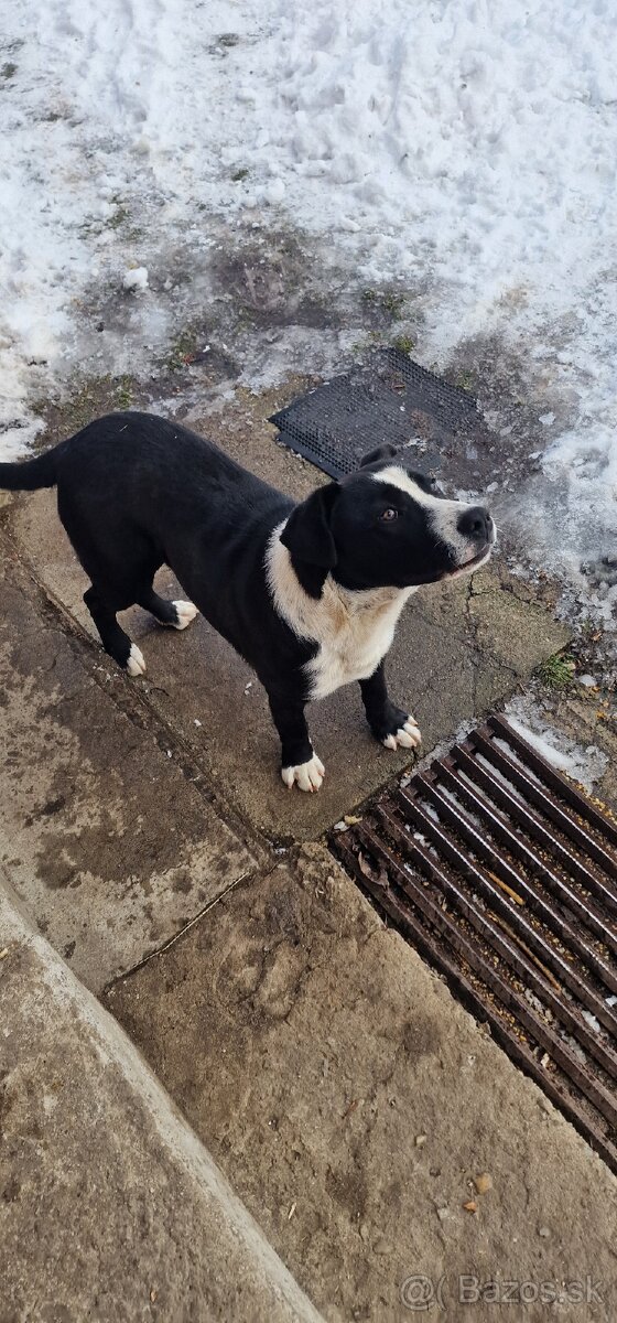 Darujem šteniatka - 4