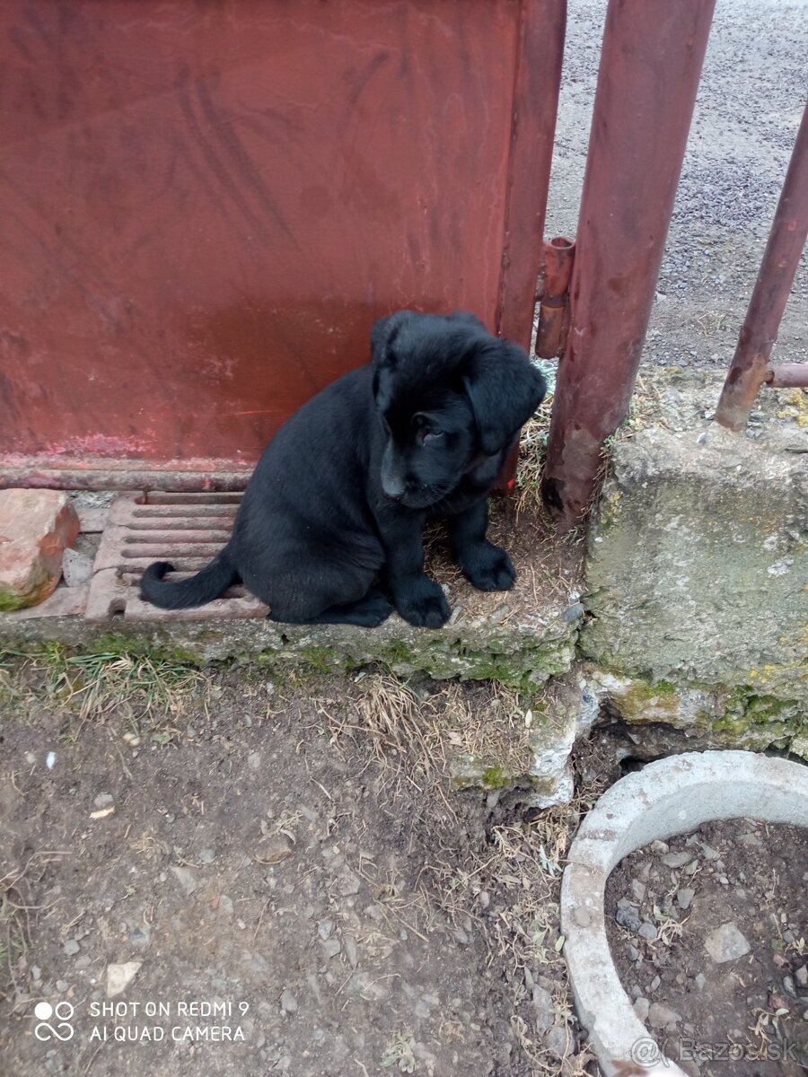 Šteniatka labradorov - 4