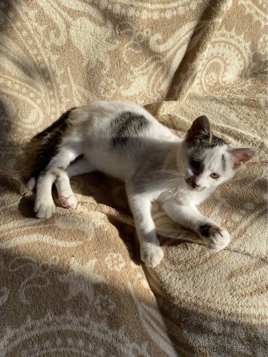 Darujem mačičku - 4