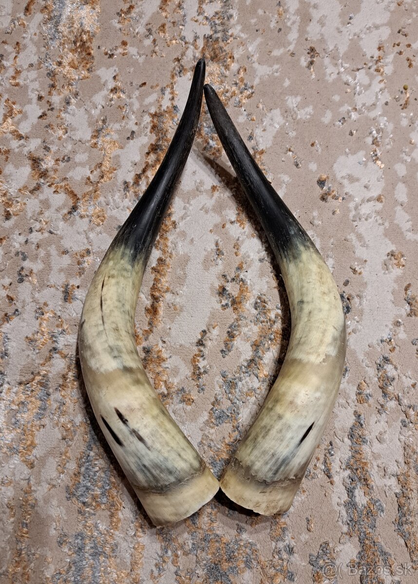 Trofeje, rohy maďarský stepný - 4