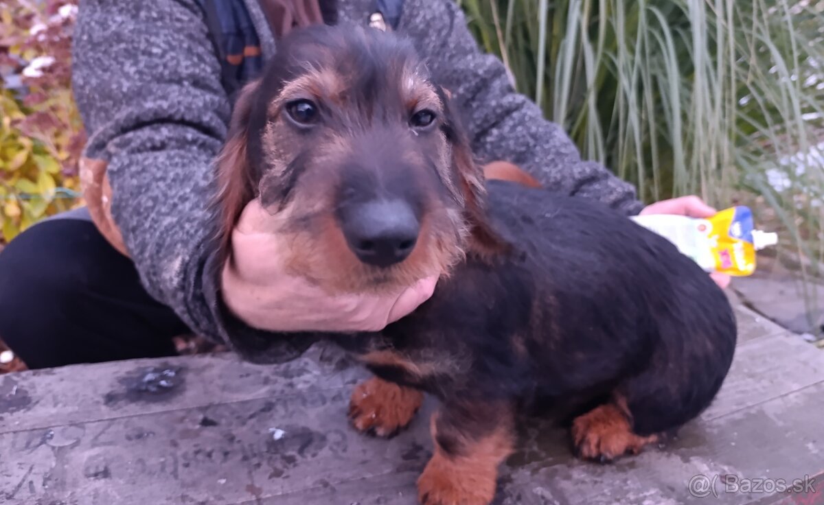 Jazvečík Hrubosrstý - 4