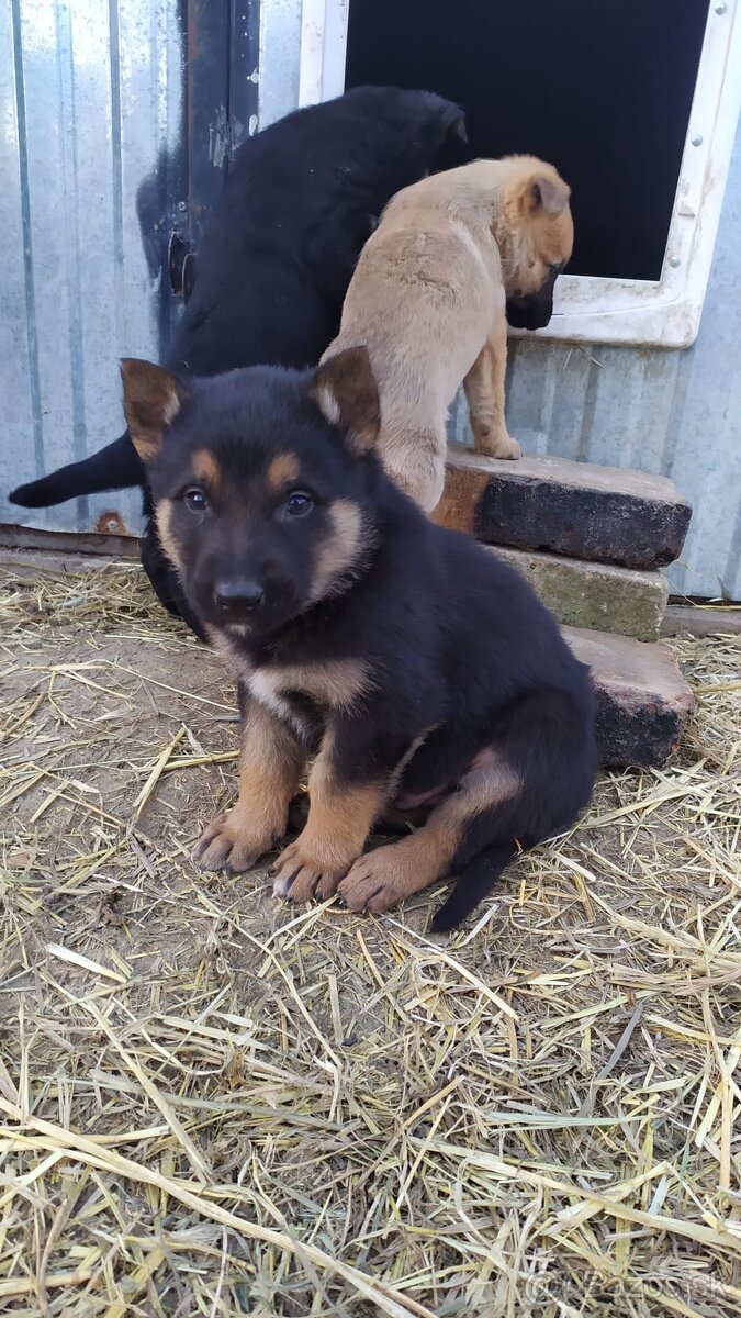 Belgický ovčiak - 4