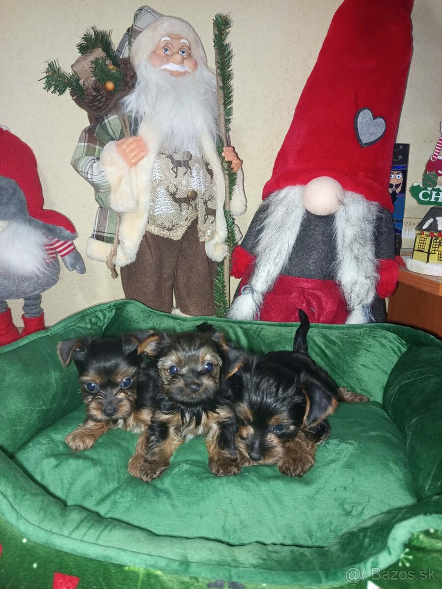 Yorkshirsky terier - 4