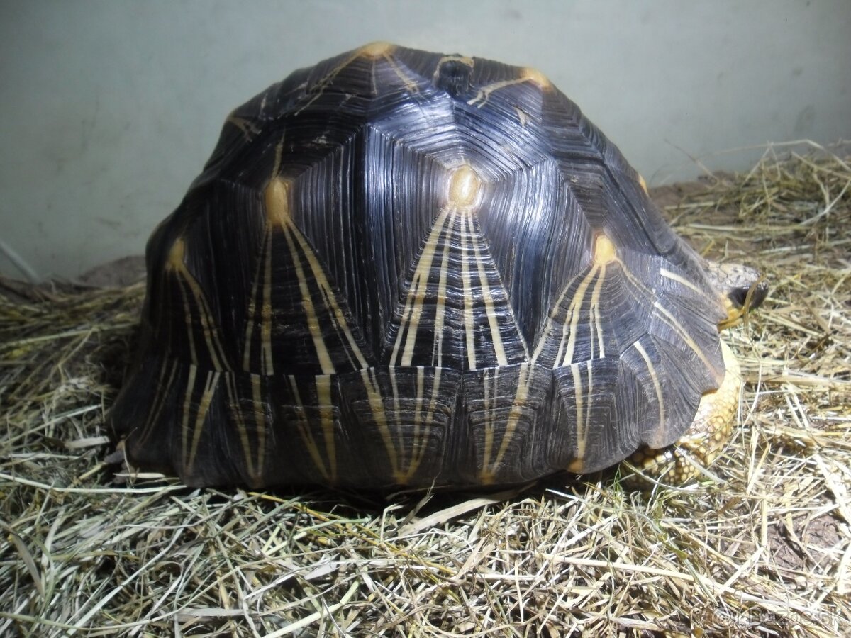 korytnačka lúčová - 4