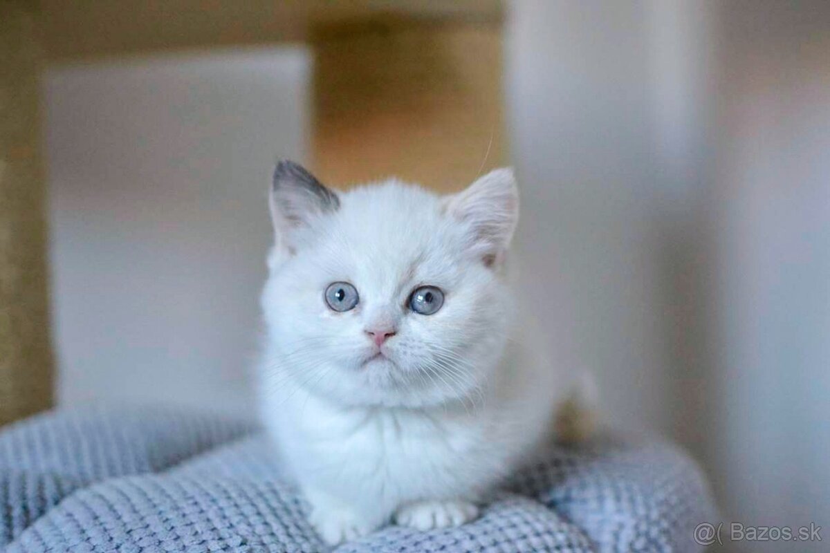 Britské mačiatka hľadajú nový domov - 4