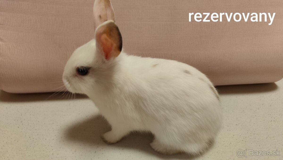 Zakrslý zajac/králik - 4