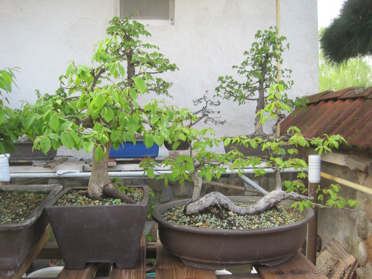 bonsai,bonsaj-hrab 6 - 4