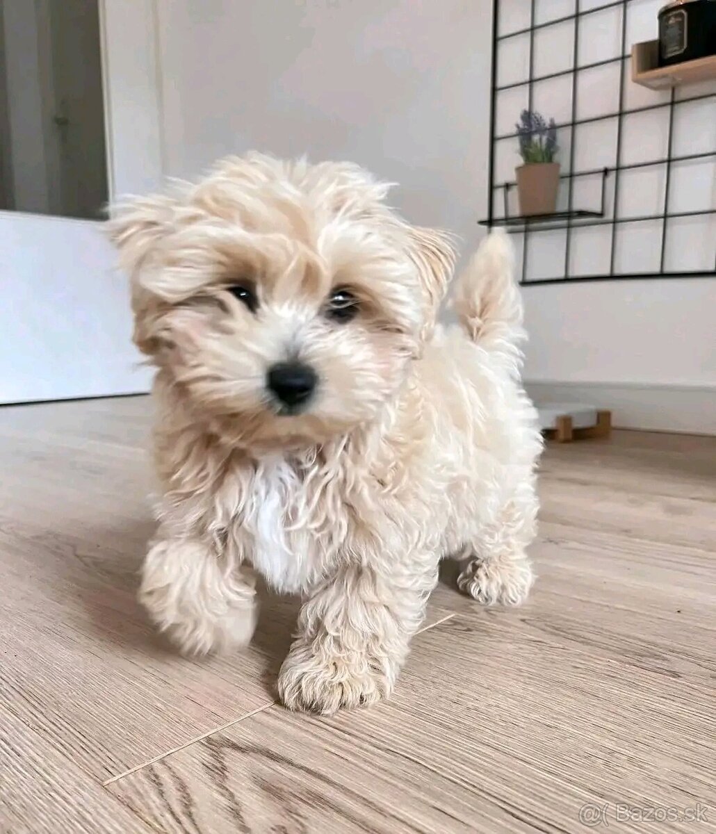 Maltipoo - 4