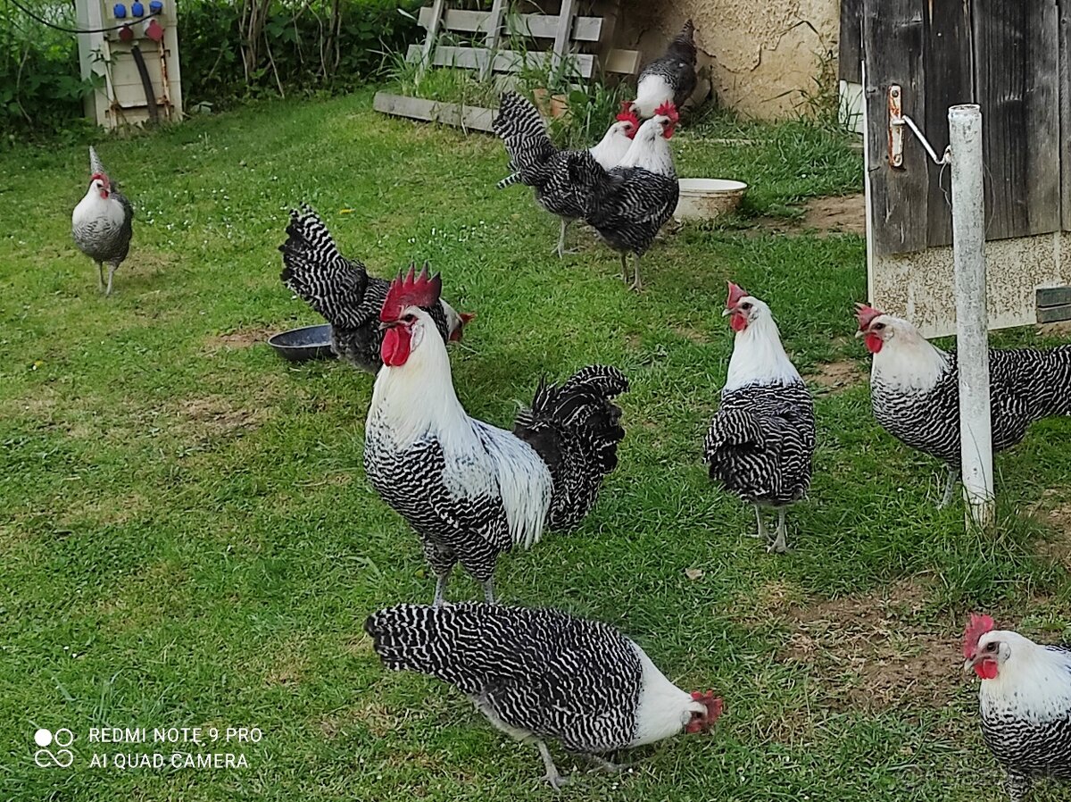 Nasadové vajíčka - 4