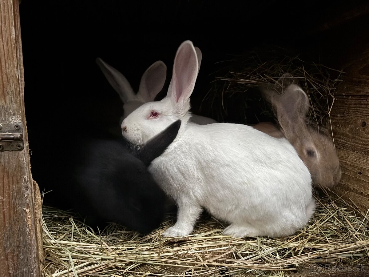 domáce králiky na predaj - 4