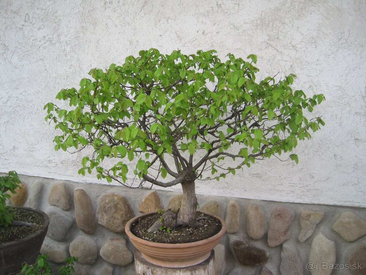 bonsai,bonsaj-hrab 7 - 4