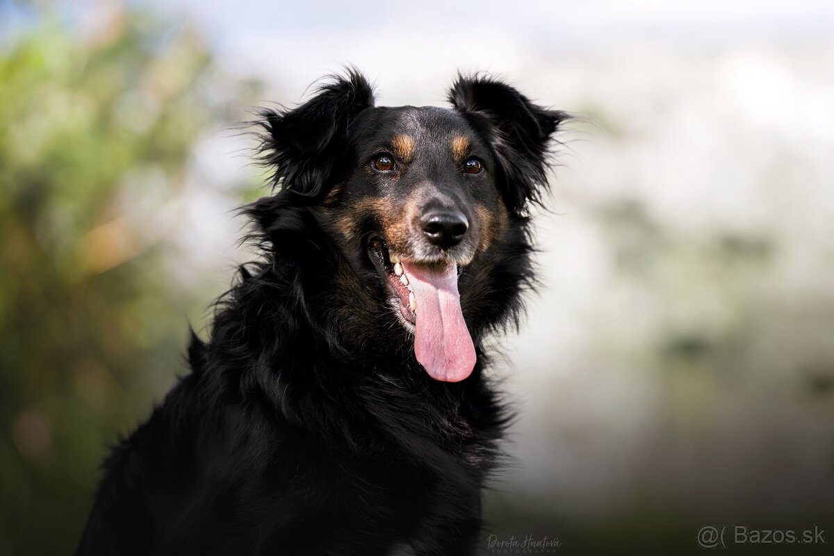 Darujem originál psa Luisa - mix hovawart - hrozí útulok - 4