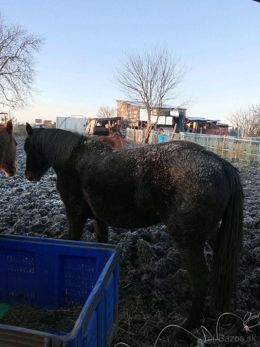 Mlady zrebec na predaj - 4