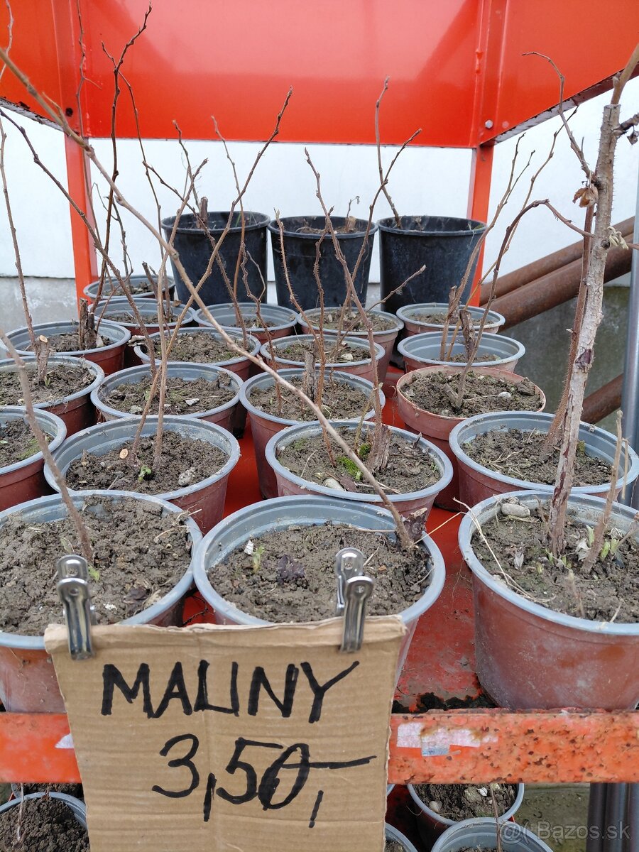 Josty, červené a čierne ribezle, maliny, šalvia - 4