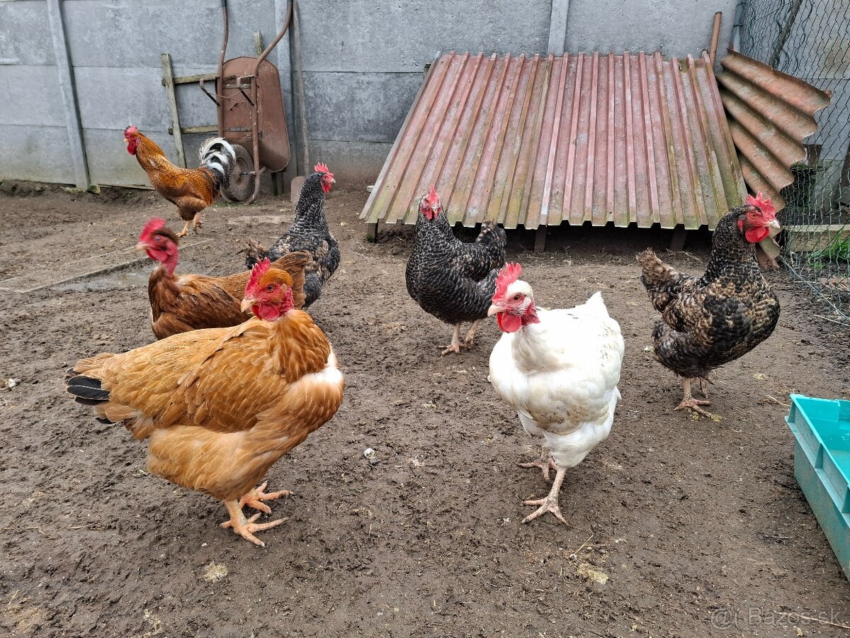 Násadove vajíčka- Gazdovský mix - 4