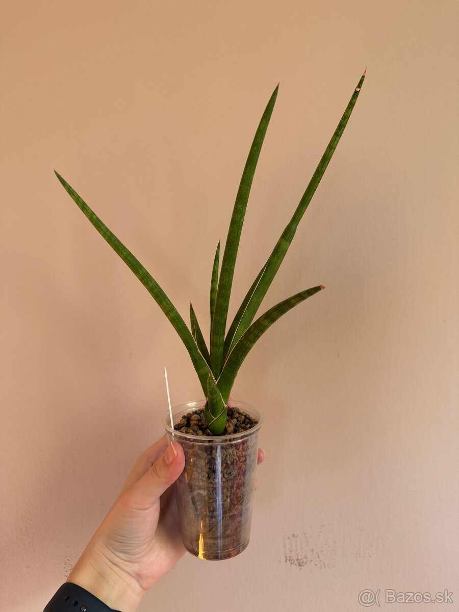 Sansevieria svokrine jazyky - 4