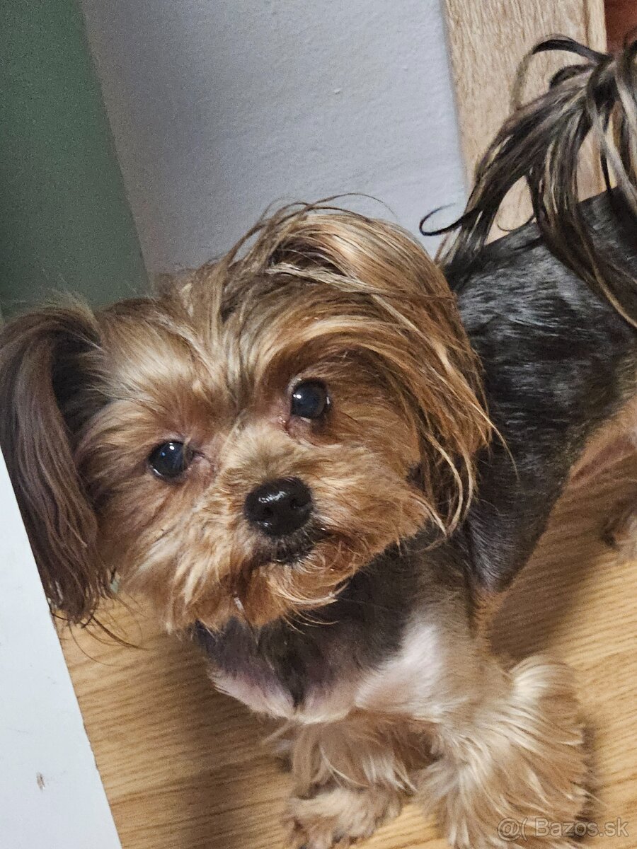 Yorkshire terier - 4