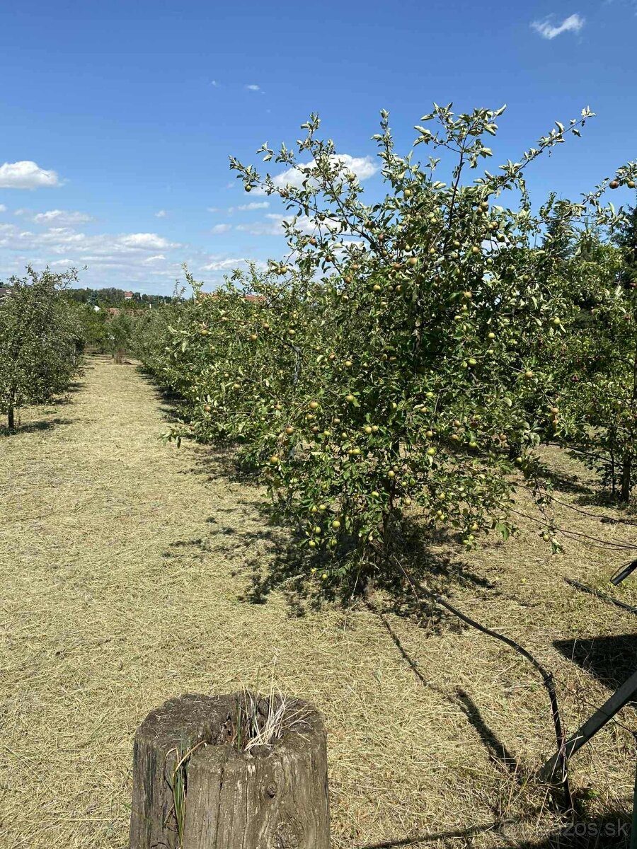 Suchá nad Parnou - RD s ovocným sadom, 1664 m2 na predaj - 4