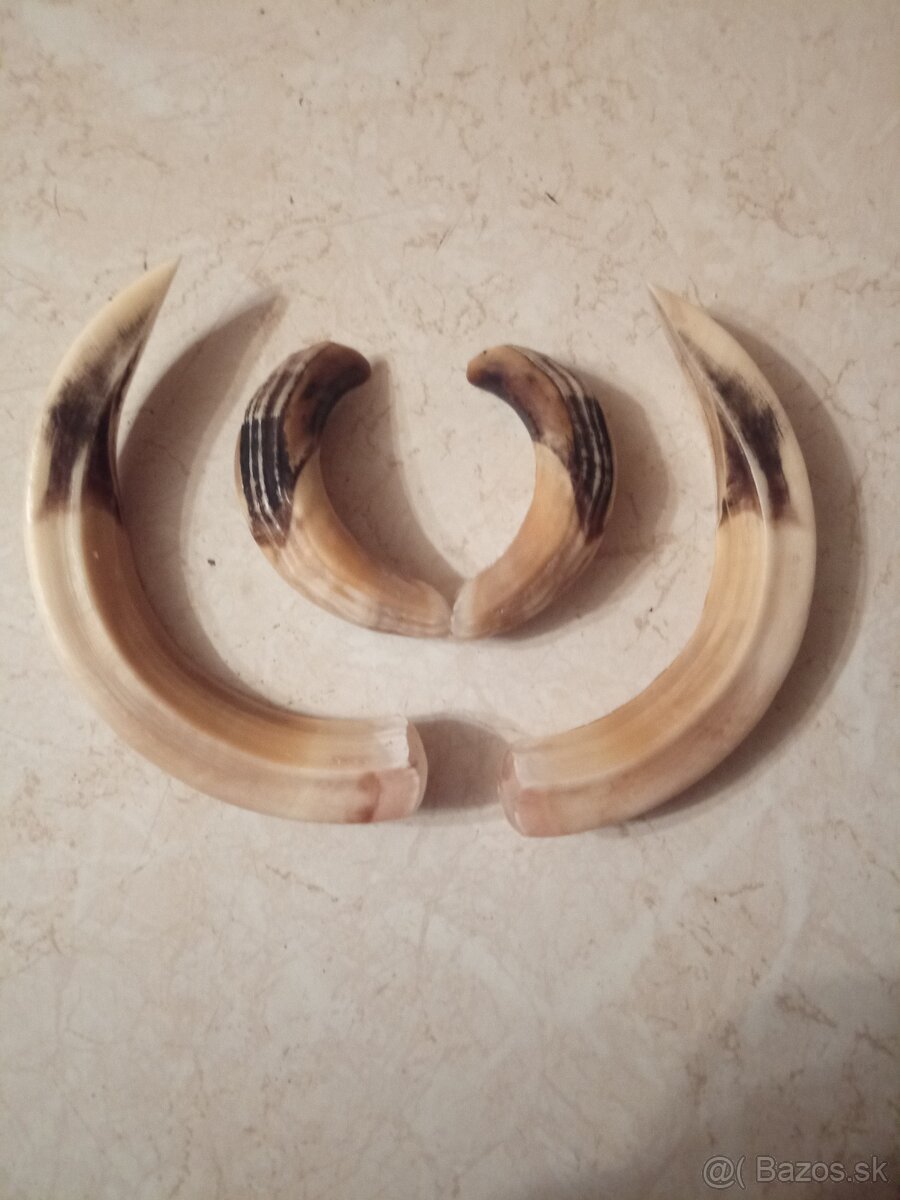 Vyvarim, vybielim trofeje. - 4