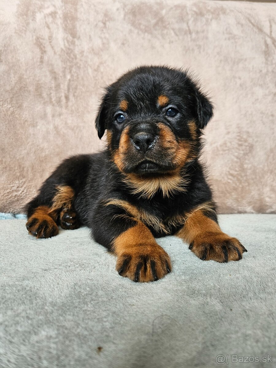 ROTVAJLER - šteniatka s PP - 4