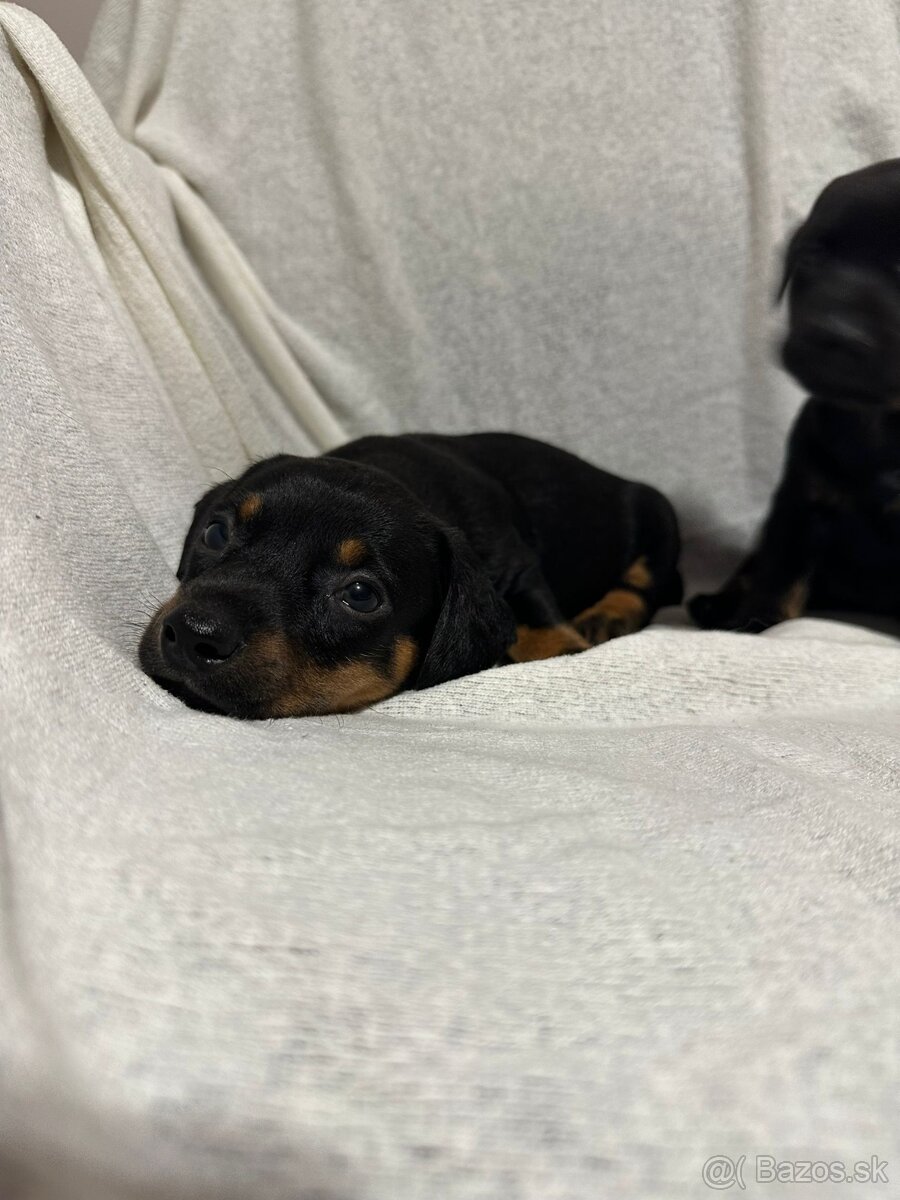 Jazvečík, jazvec - 4