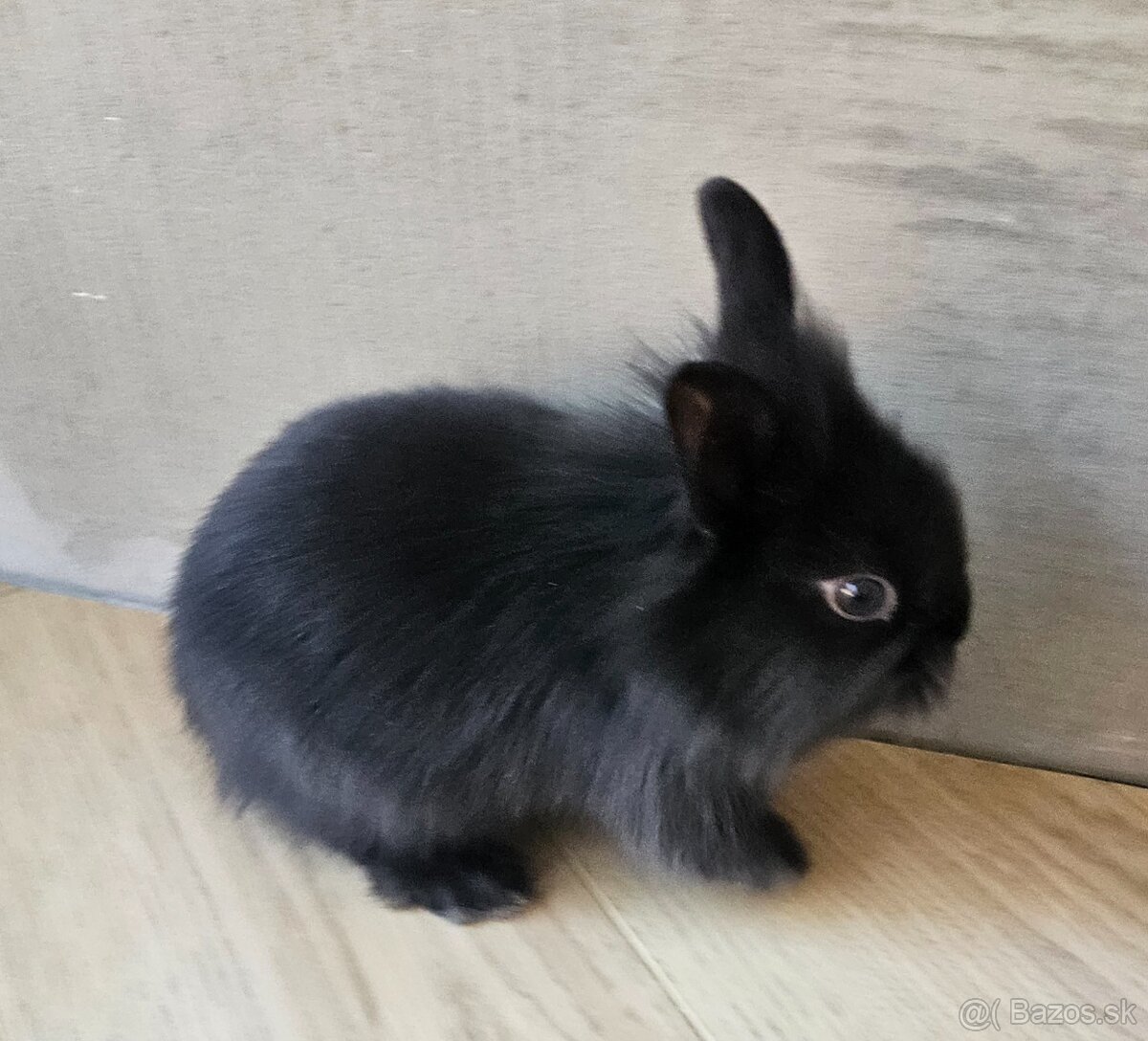 Zakrslý králík - 4