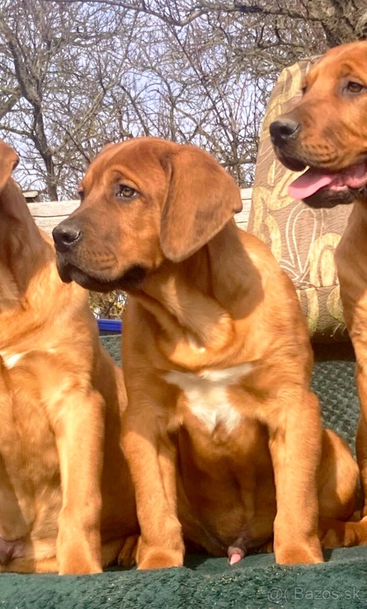 Tosa Inu s PP (FCI) - 4