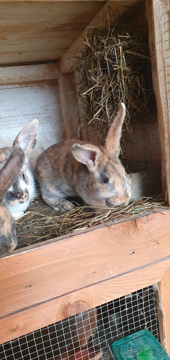 Burgundský králik, dalmatínsky rex - 4