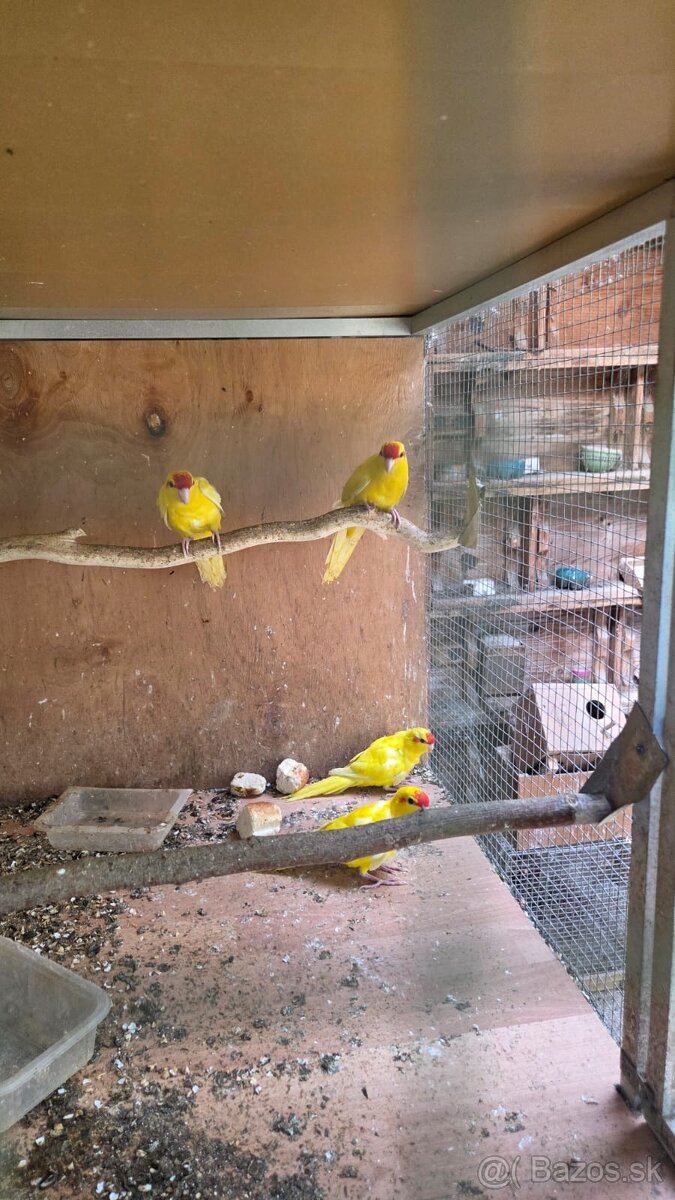 KAKARIK KAKARIKI ČERVENOČELÝ ŽLTÝ mladé - 4