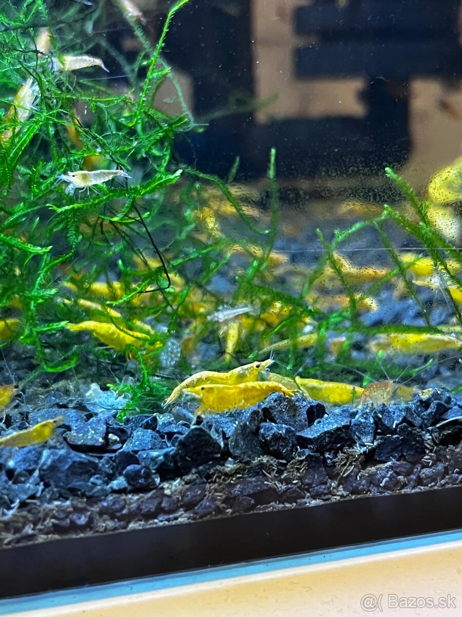 Krevety-Neocardinia yellow fire - 4