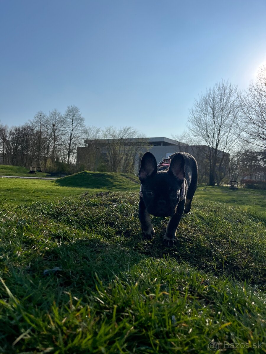 Francuzky buldoček - 4