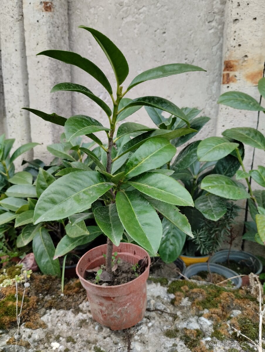 Okrasné trávy + vavrinovec ( jasmin) - 4