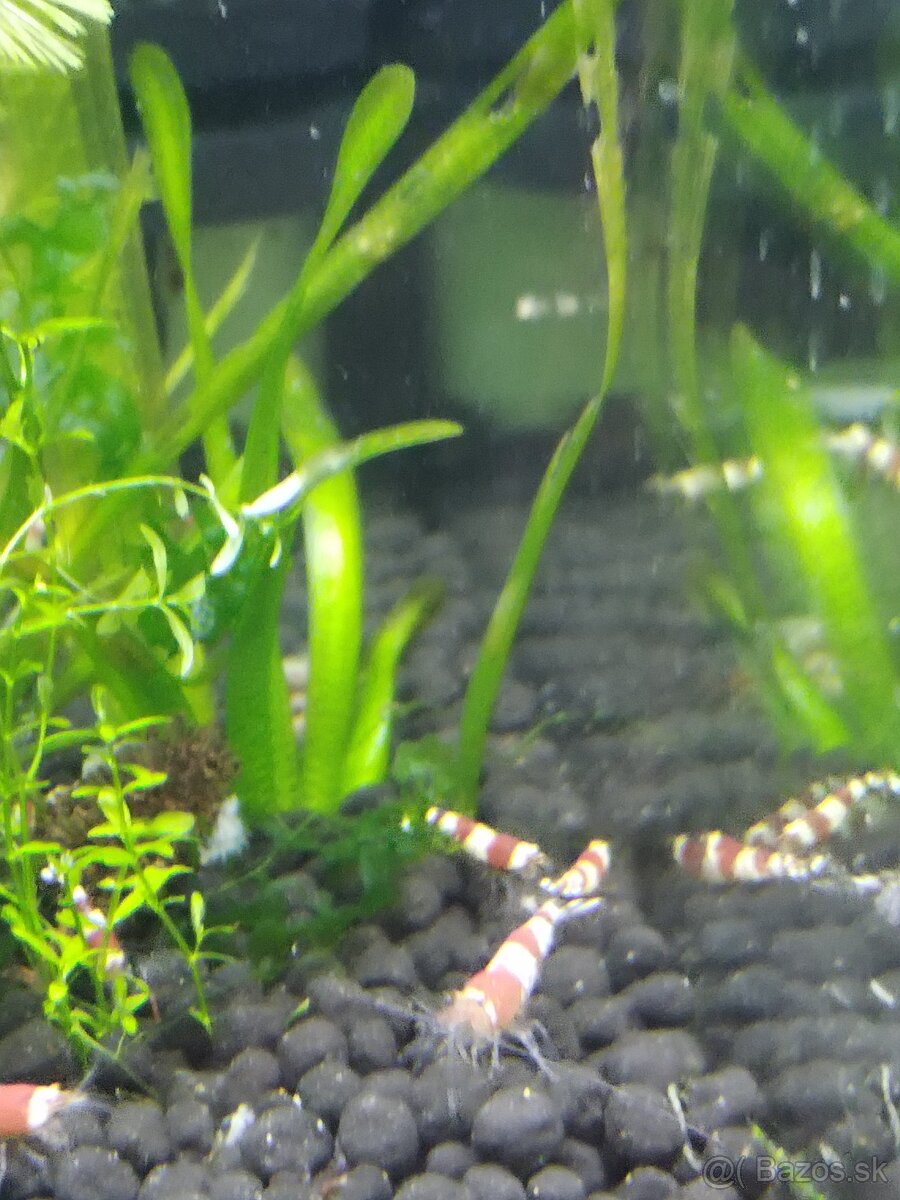 Predám Caridina Crystal Red - 4