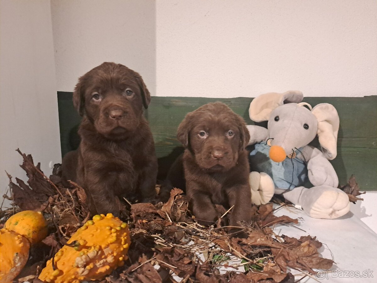 Labrador čokoladový - 4