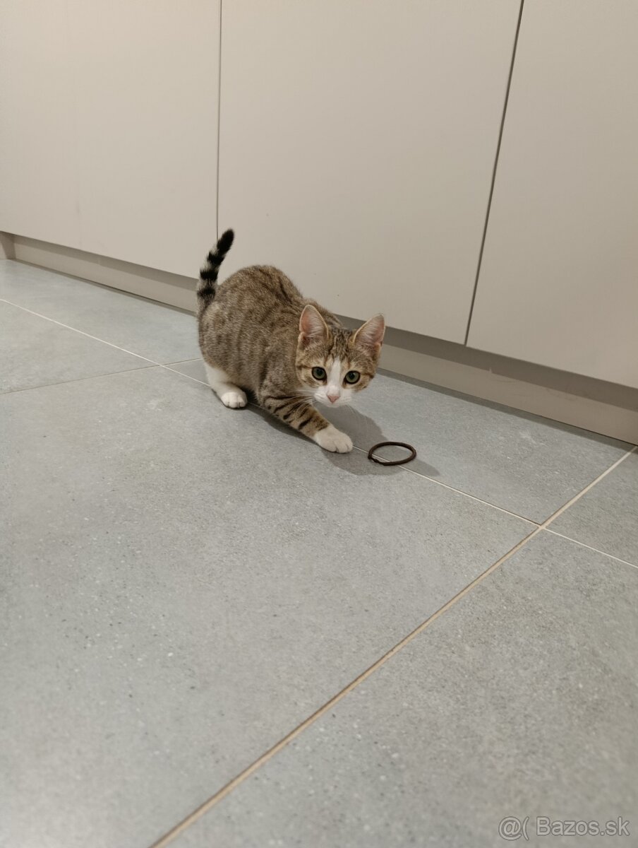 Darujem mačiatko - 4