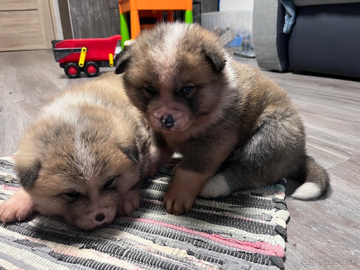 Šteniatka Akita Inu - 4