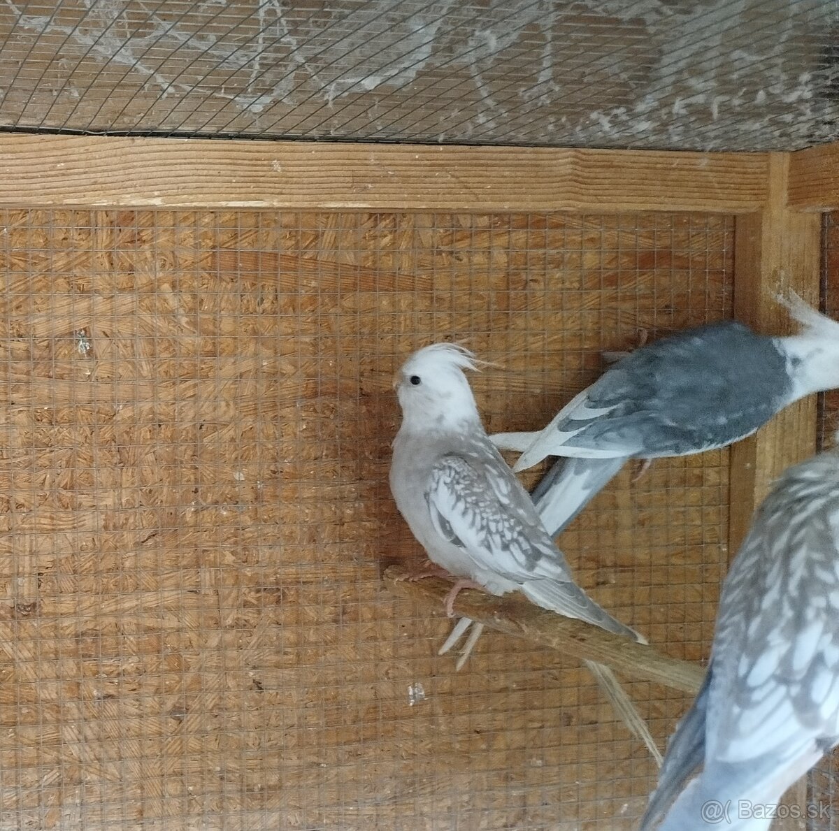 Korela bielohlava - 4