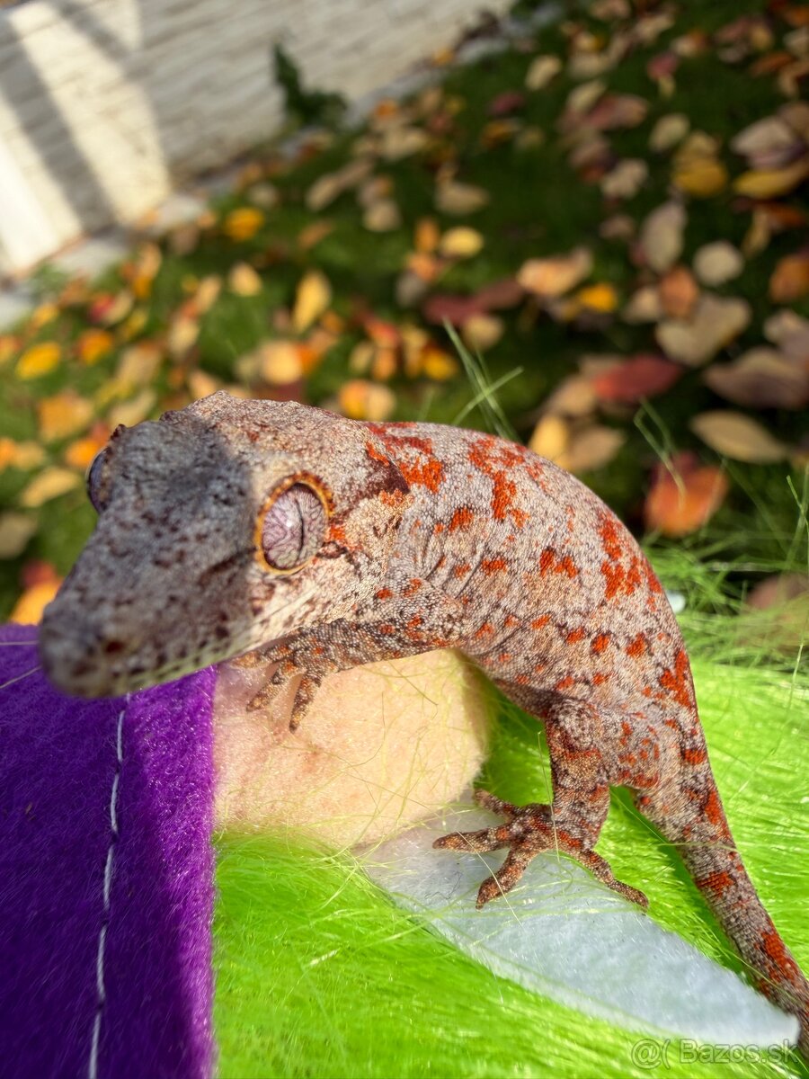 Gekon hrbolkohlavý / Gargoyle Gecko - 4