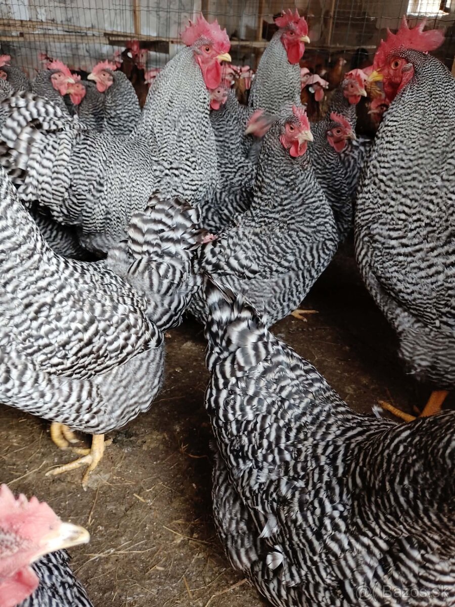 Násadové vajcia - 4