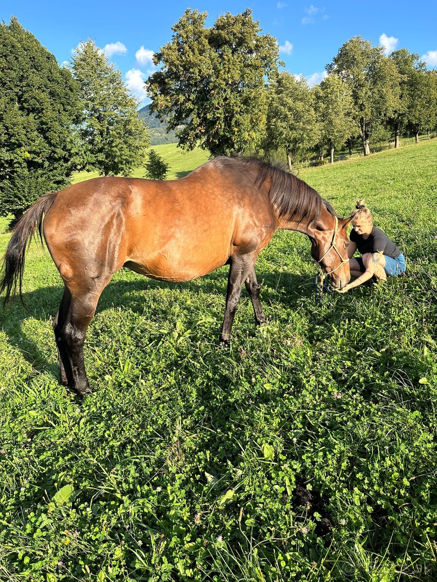 Predám kobylku s vynikajúcou povahou – ideálna k deťom - 4