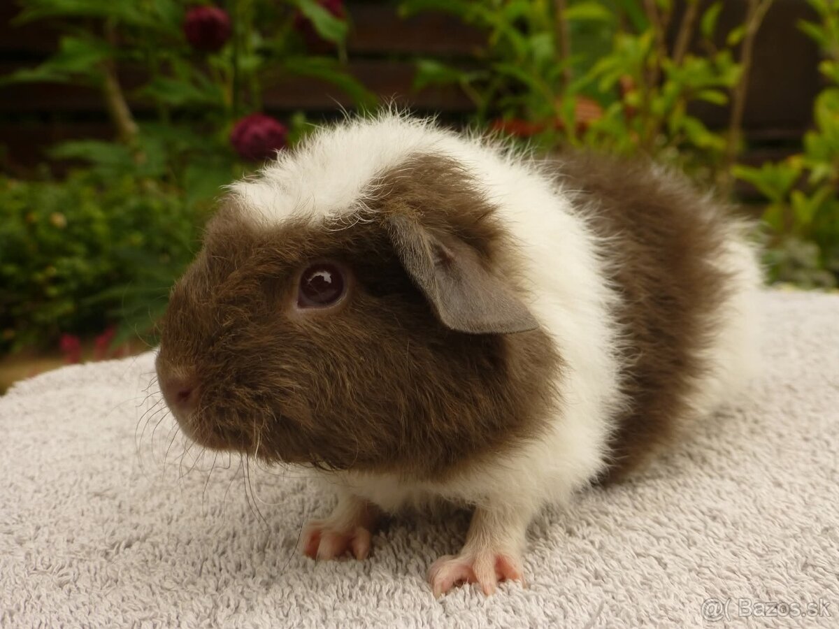 Ušľachtilé morčiatka - 4