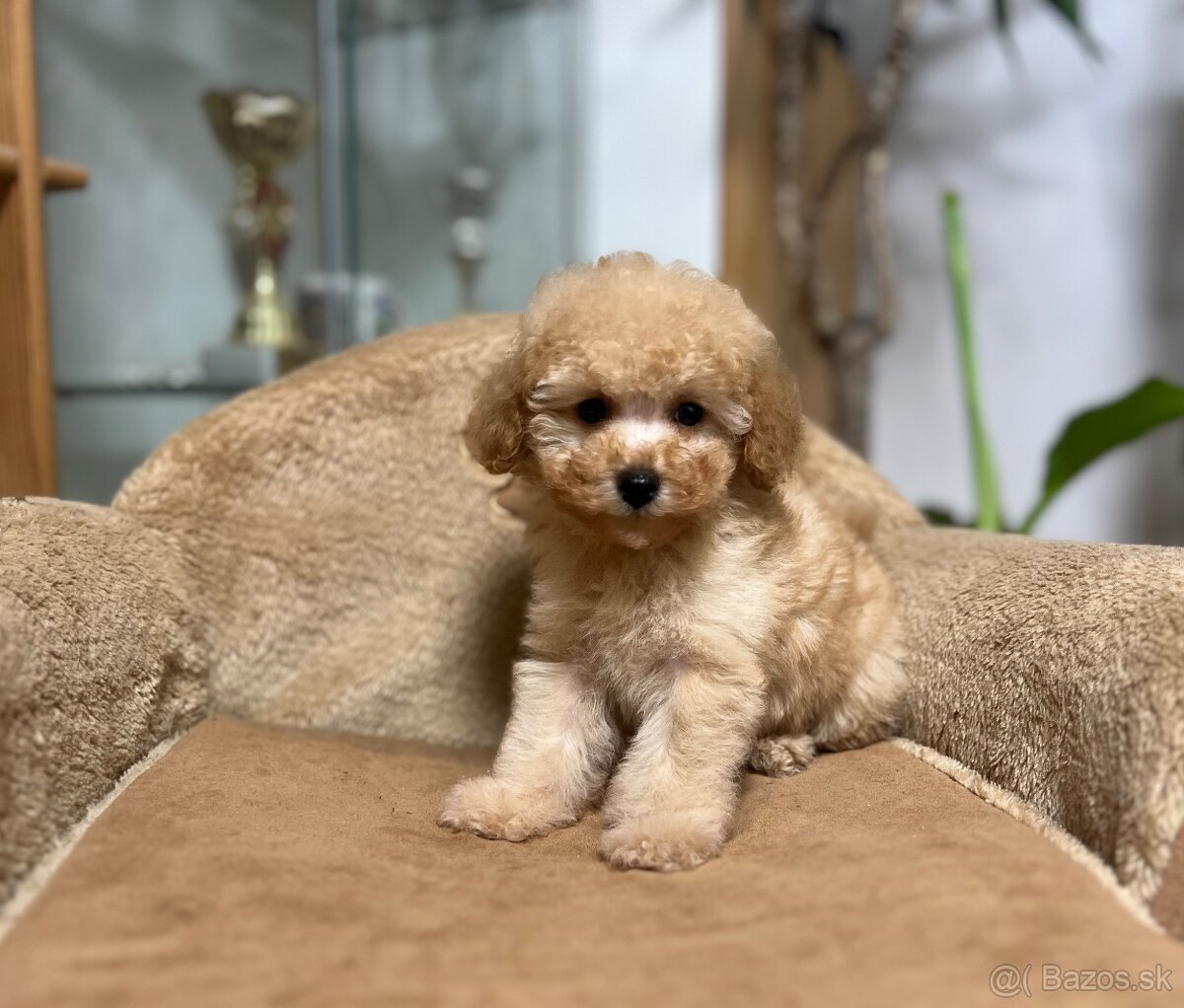 Toy pudlíčky , Pudel - 4