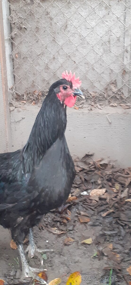 Kohúti-Australorp - 4