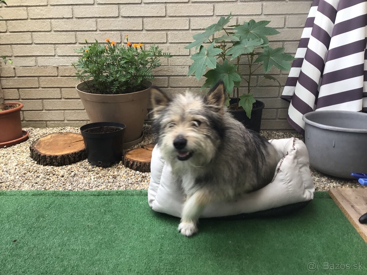 Darujem psika do dobrych ruk. - 4