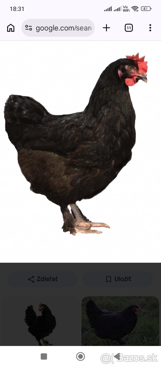 Kuriatka -kuričky - 4