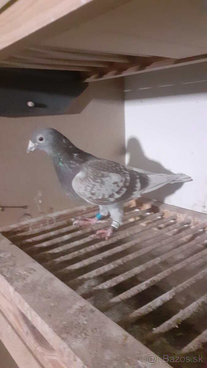 Postove holuby - 4