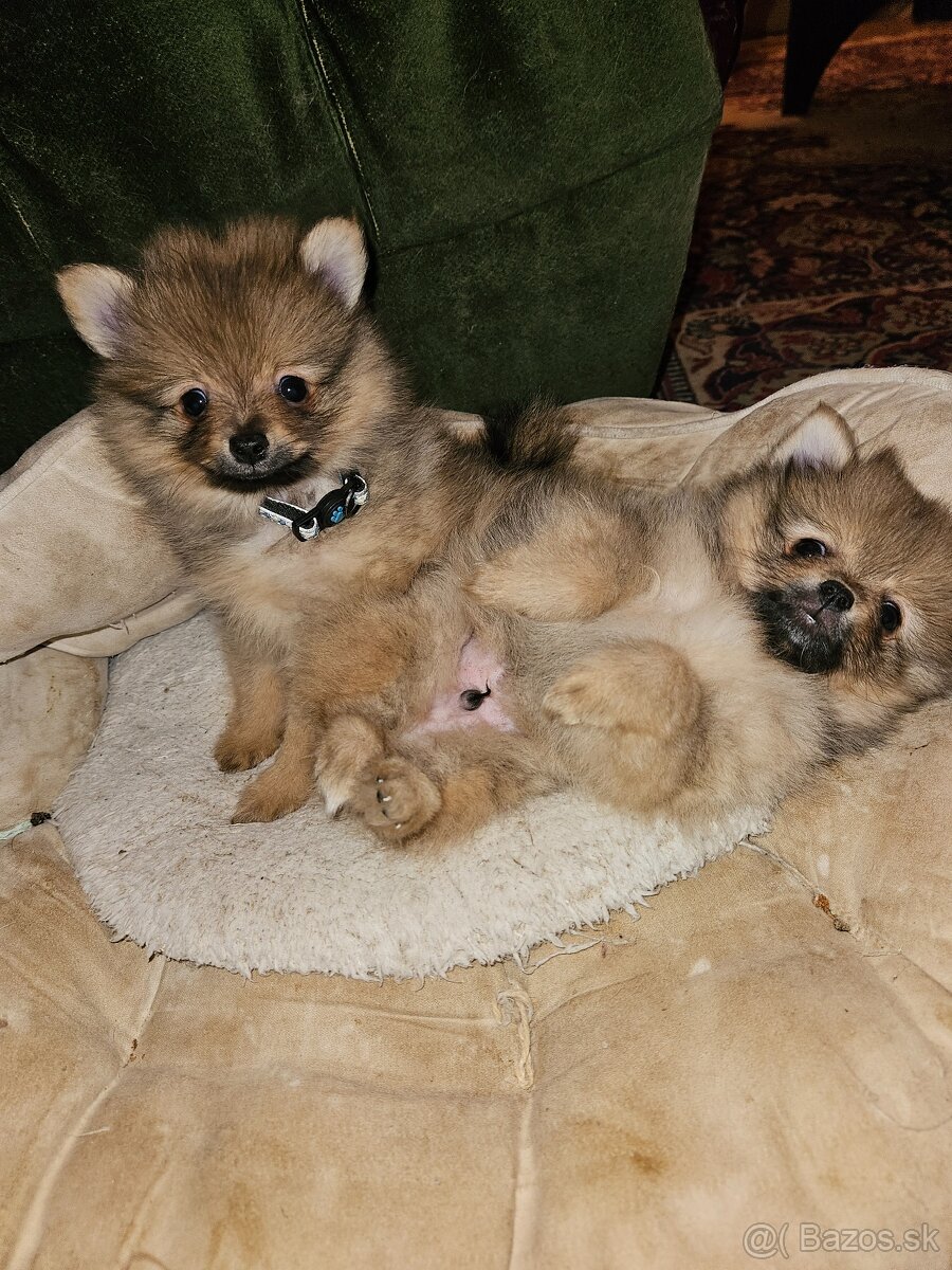 Predám šteniatko Nemeckého trpasličieho špica oranžoveho - 4