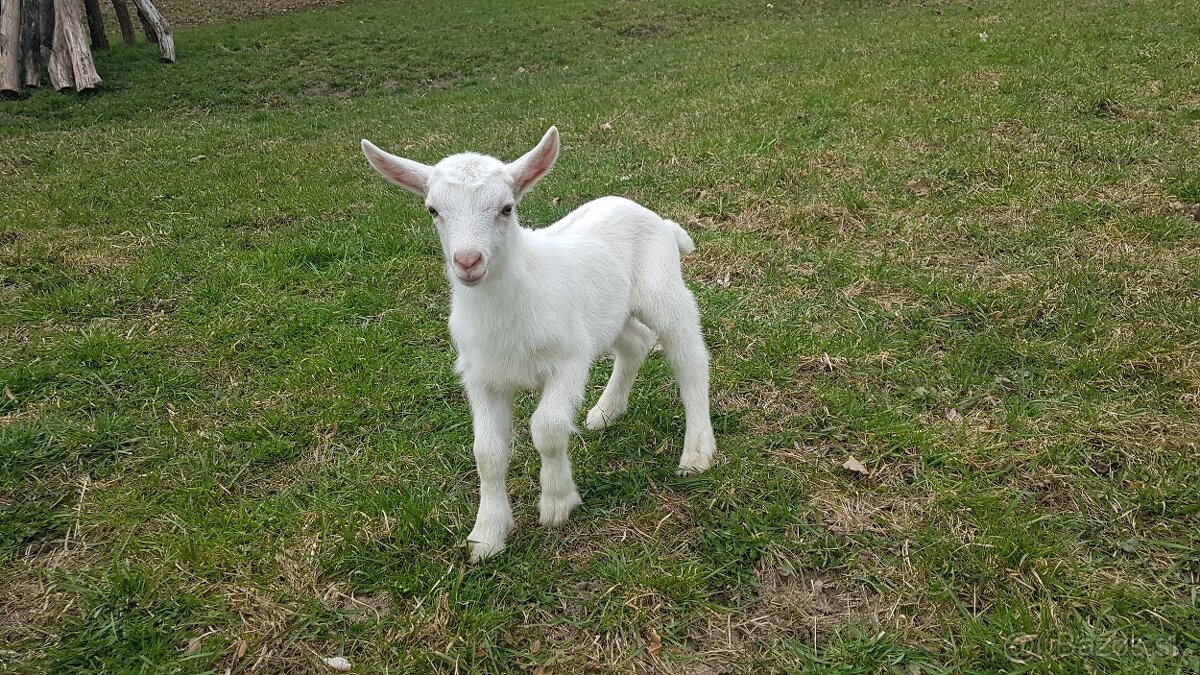 Predám kozliatka - 4