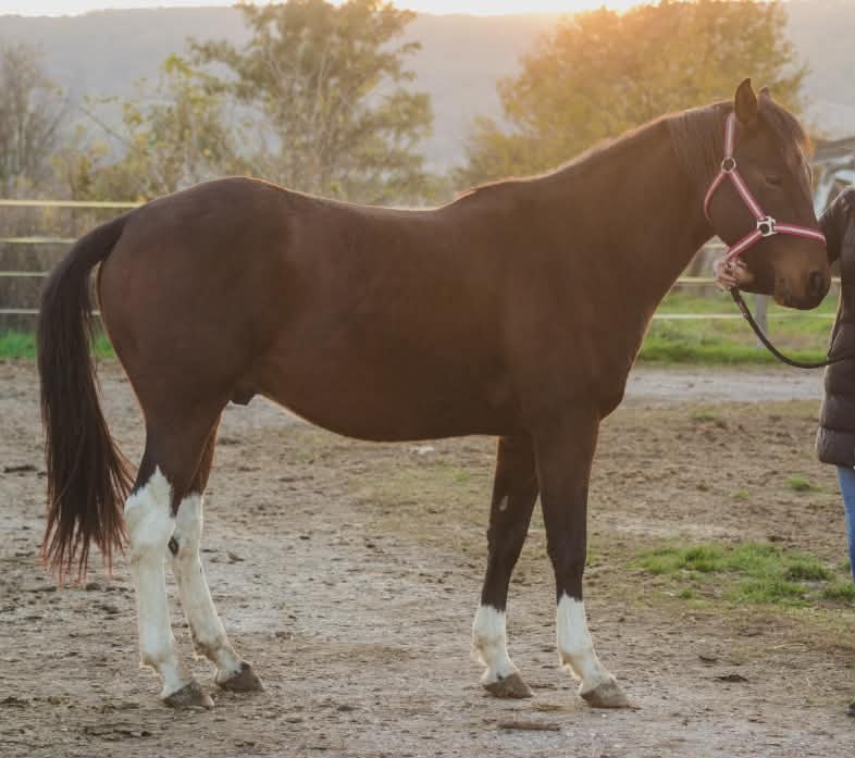 Krásny valach na predaj - 4